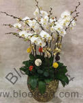Orchid Phalaenopsis Gift Set - CODE 1132